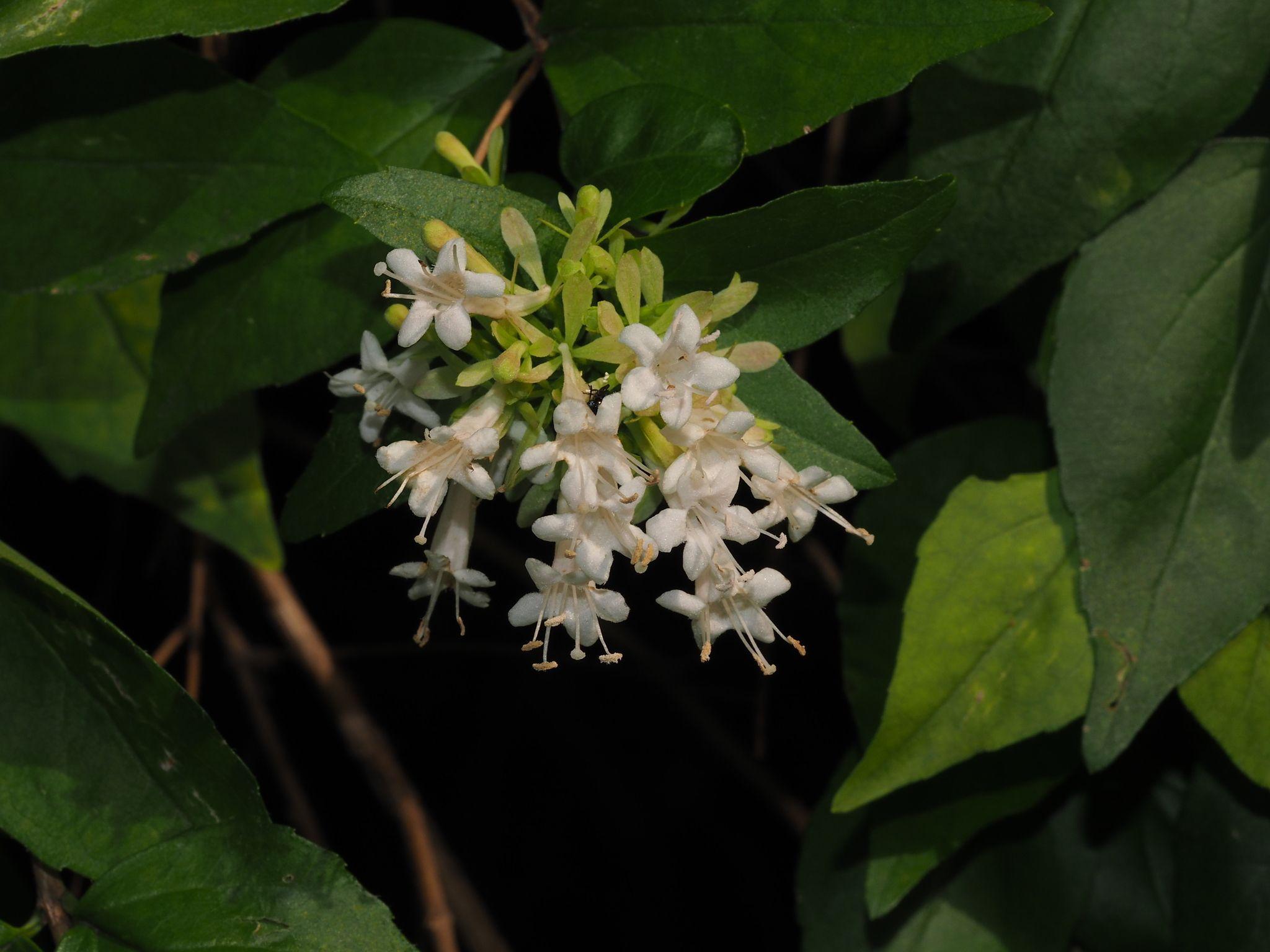 Abelia chinensis
