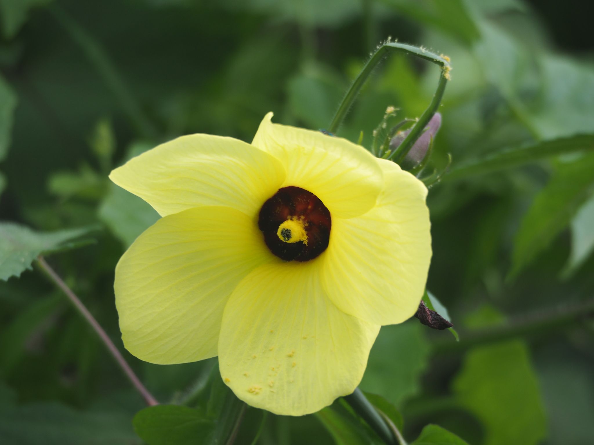 Abelmoschus moschatus
