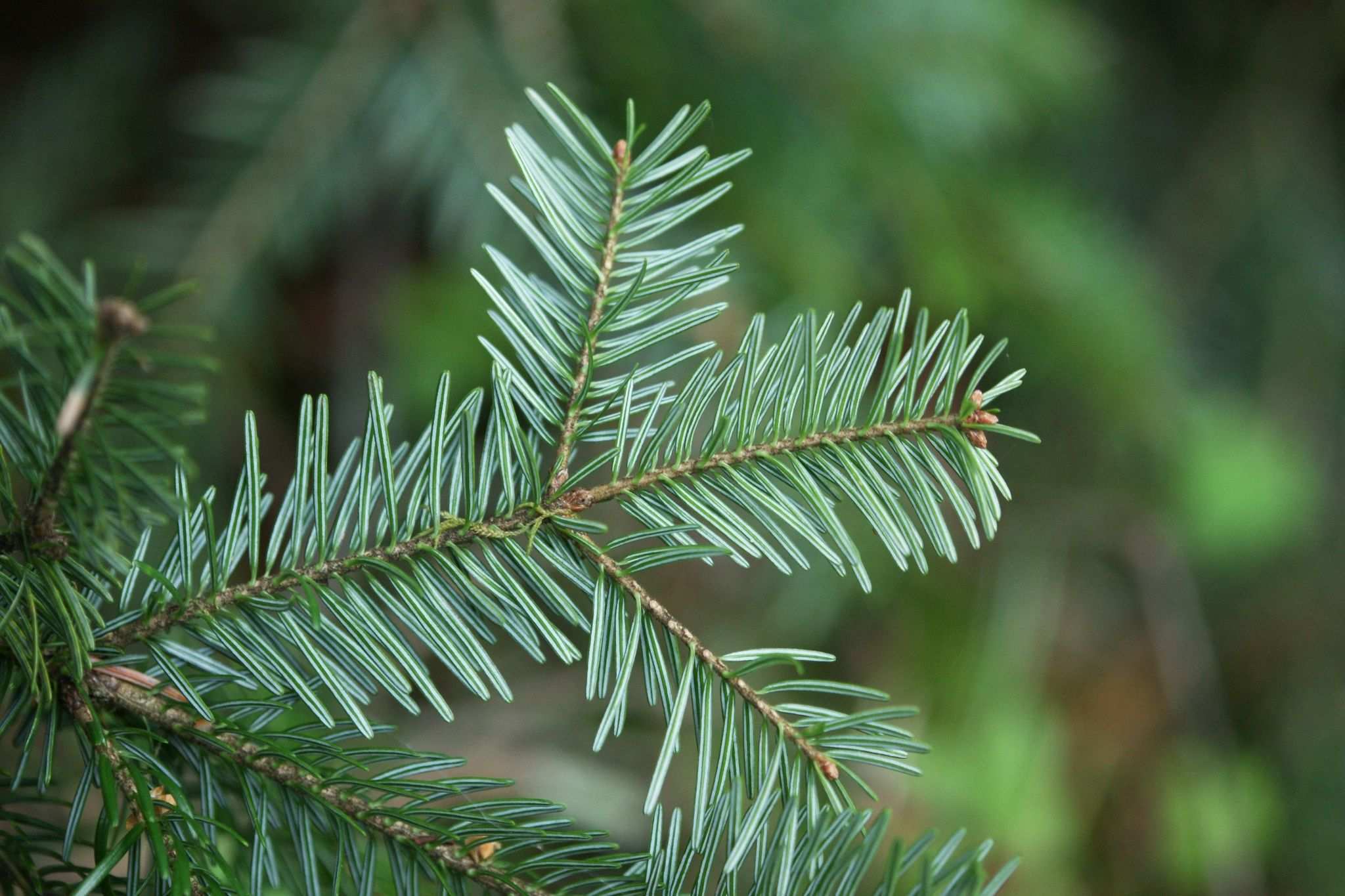 Abies alba