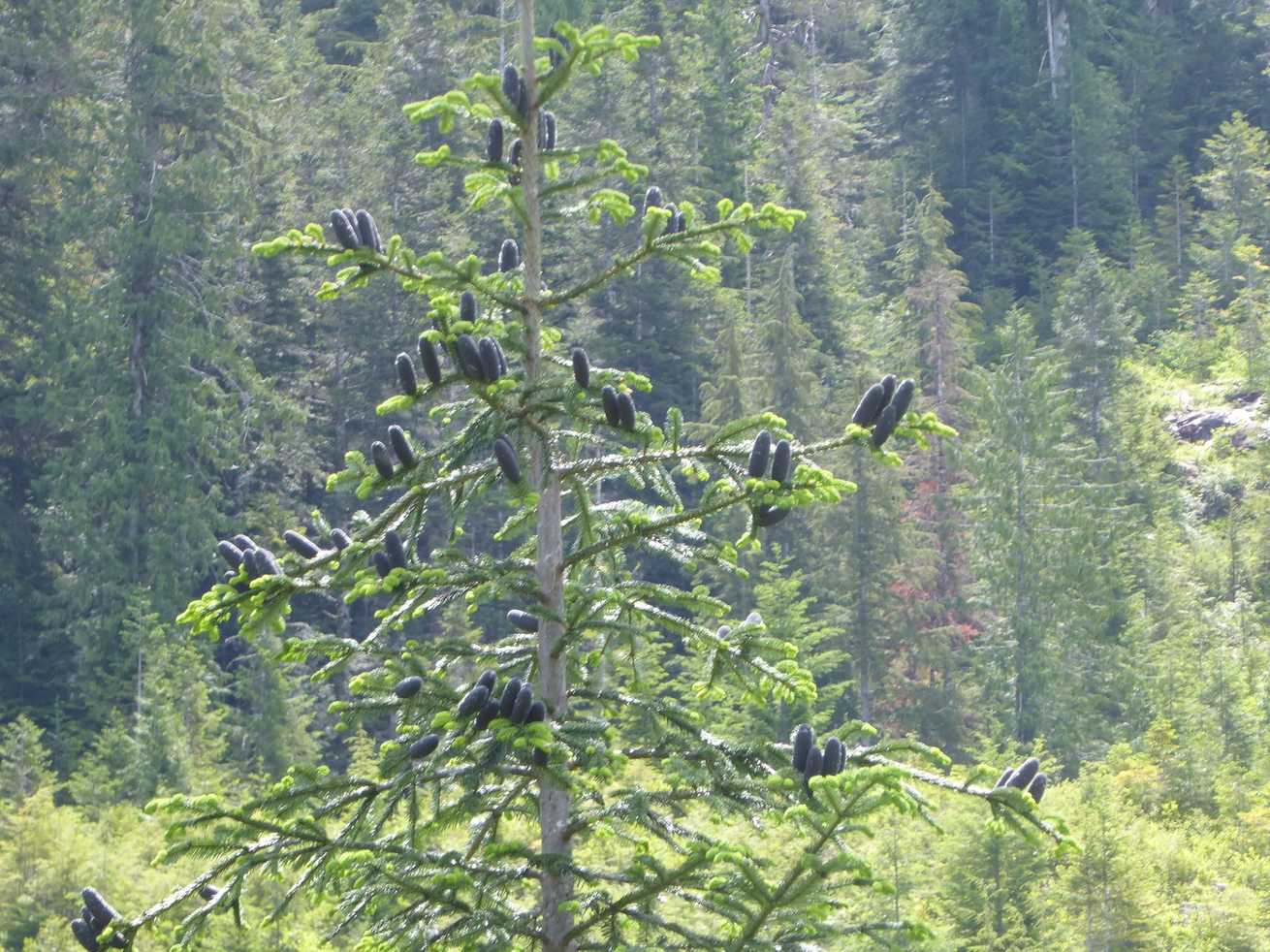 Abies amabilis