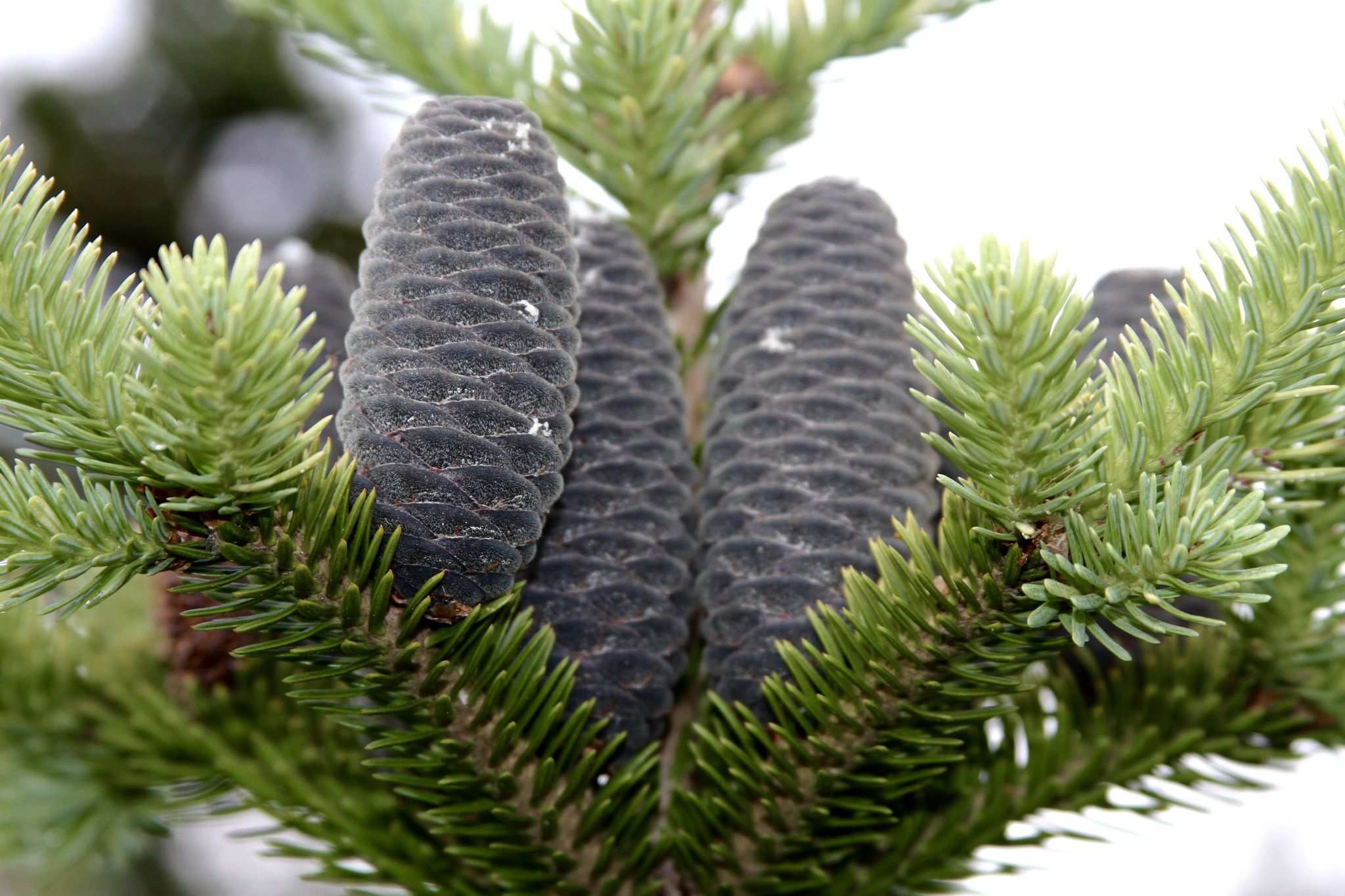Abies balsamea