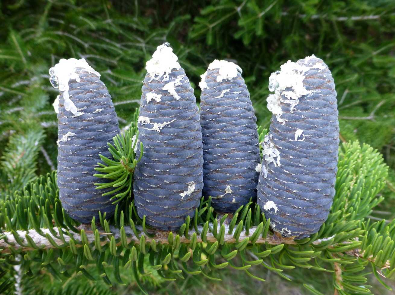 Abies chensiensis