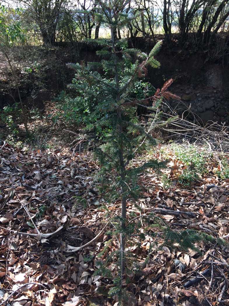 Abies durangensis