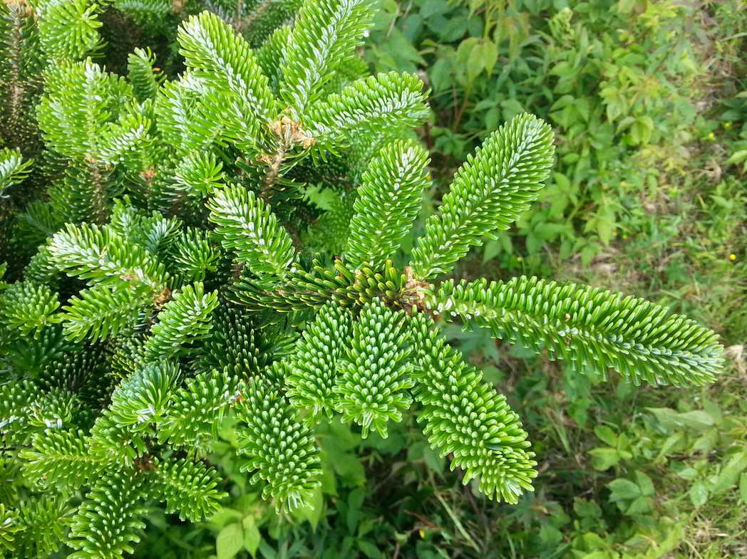 Abies fraseri