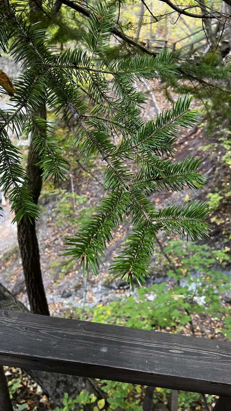 Abies holophylla