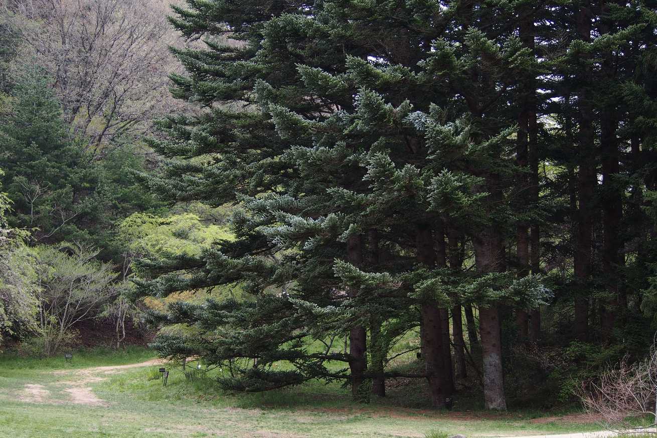 Abies homolepis