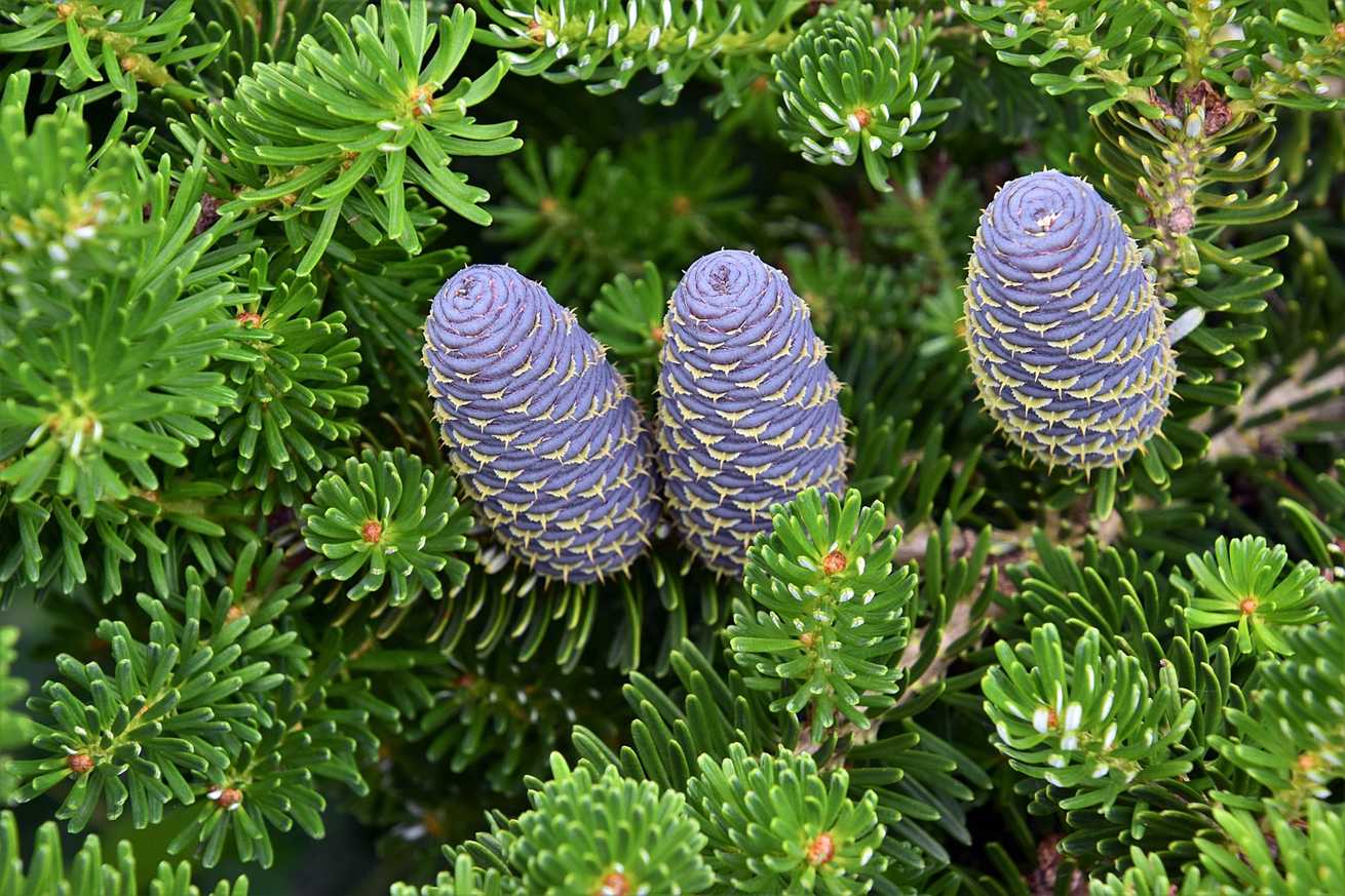 Abies koreana