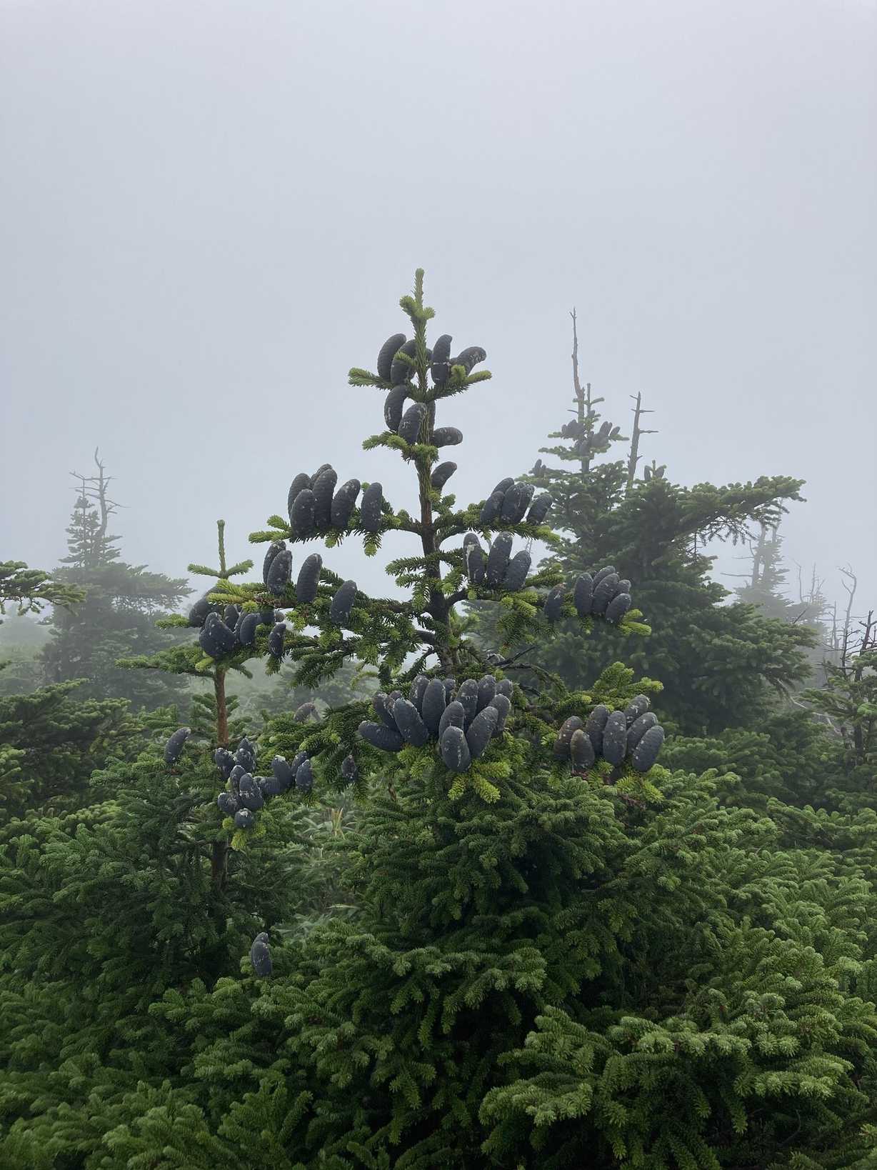 Abies mariesii