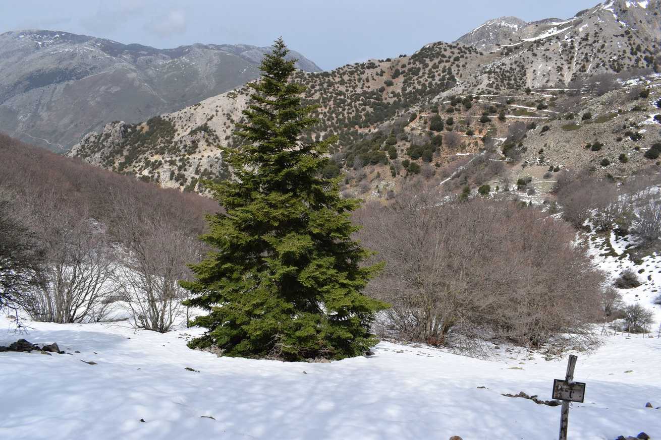 Abies nebrodensis