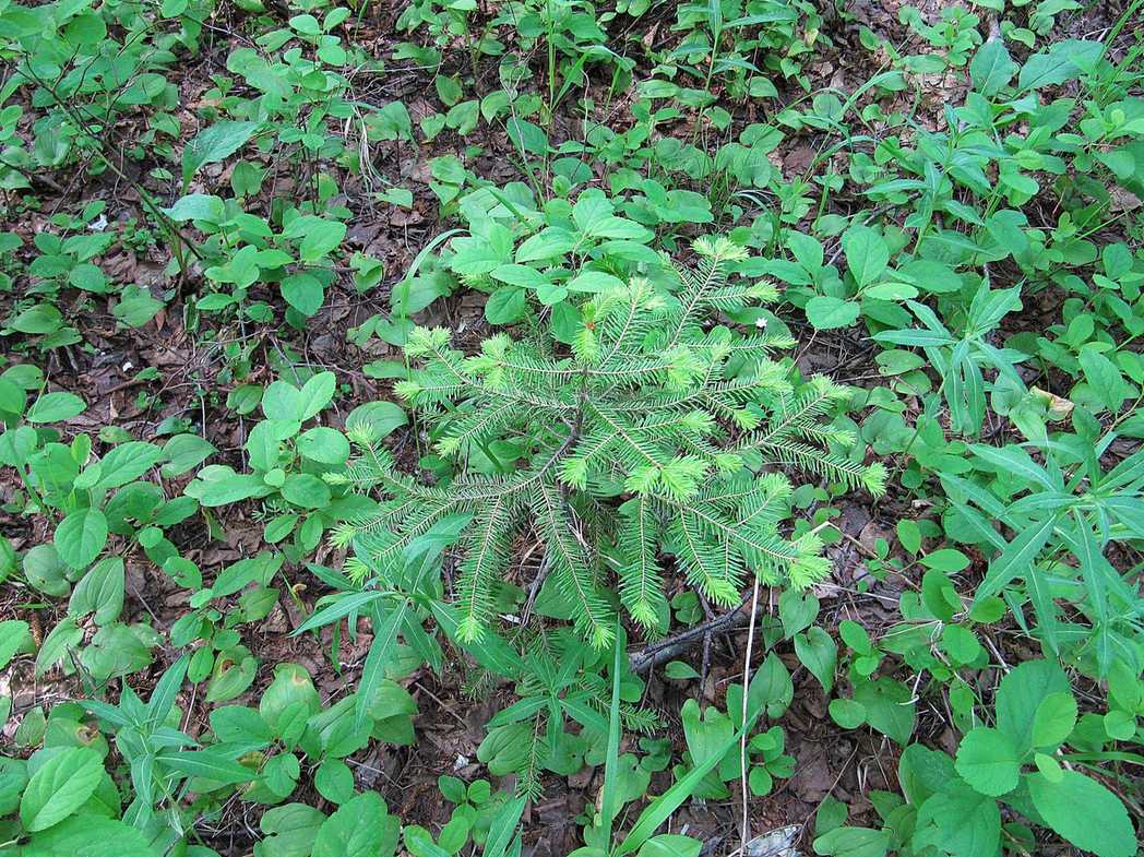 Abies nephrolepis