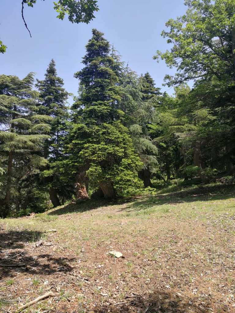 Abies numidica