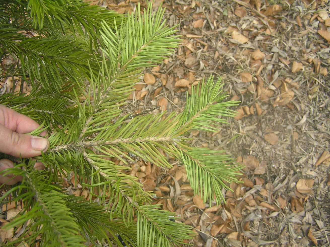 Abies pindrow