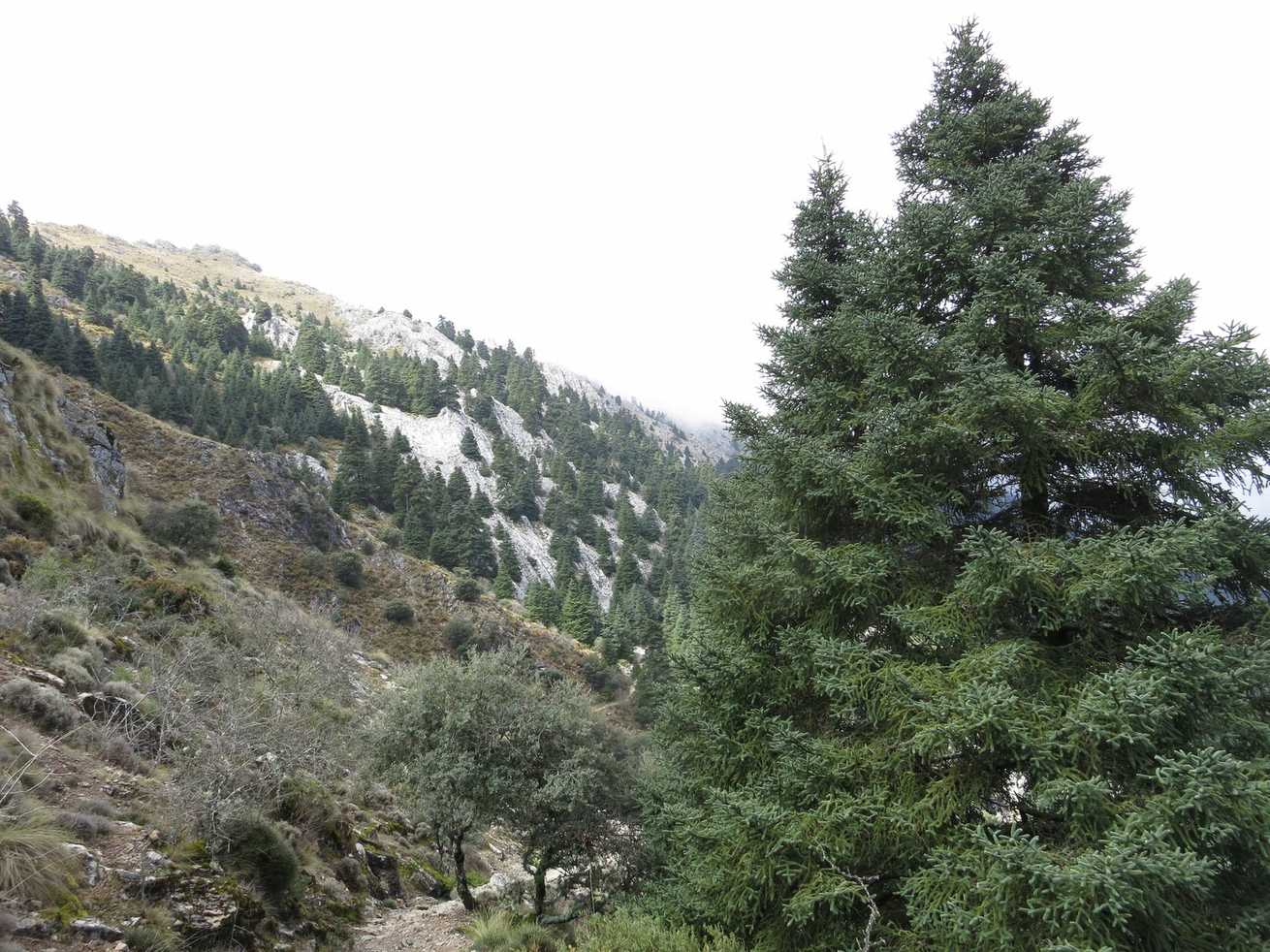 Abies pinsapo