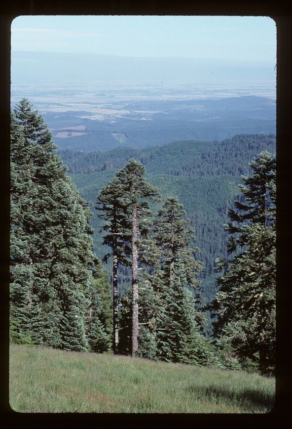 Abies procera