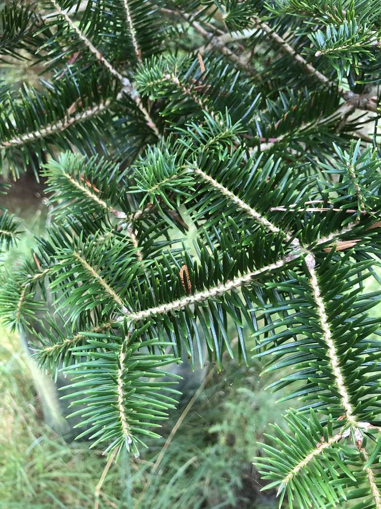 Abies recurvata