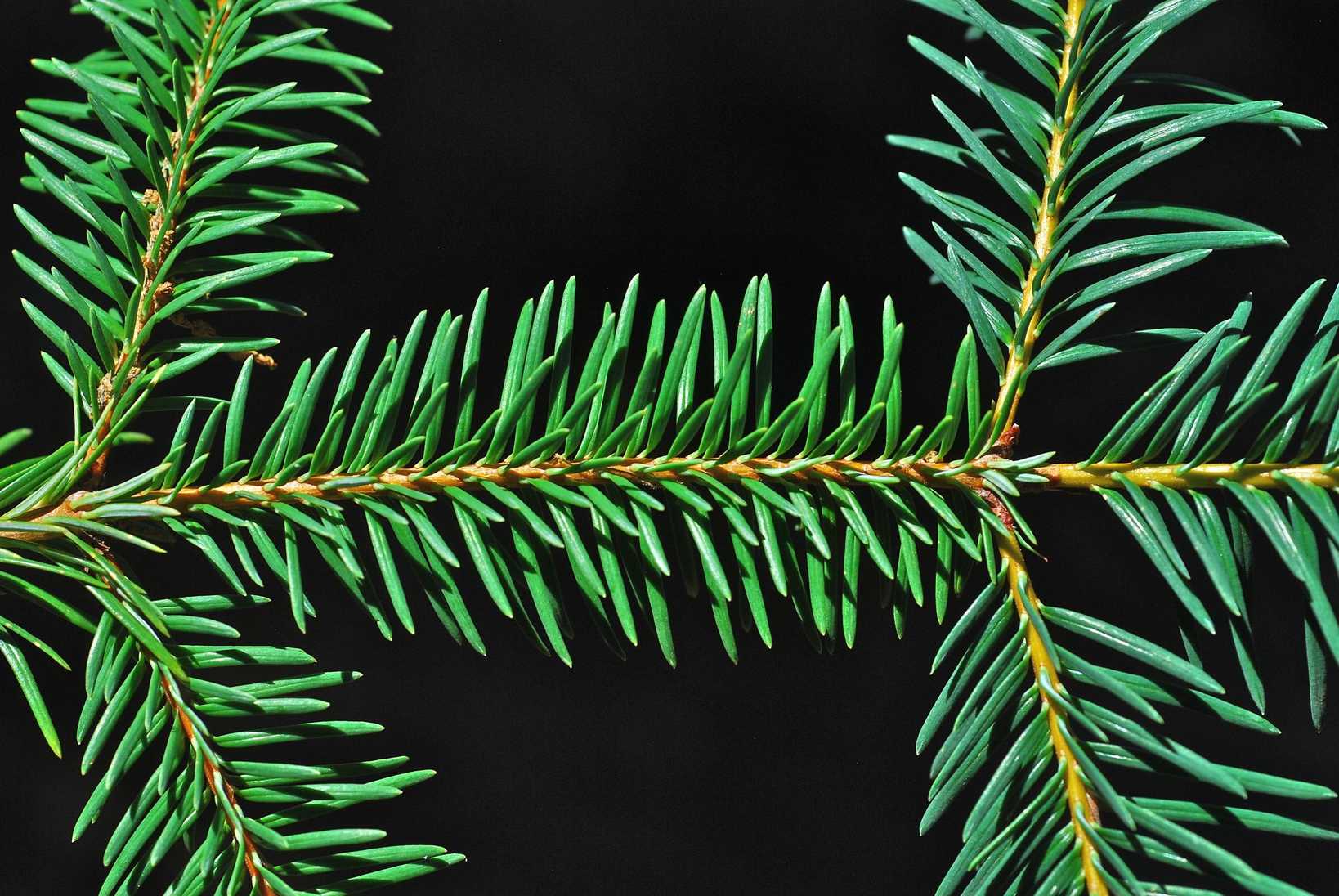 Abies religiosa