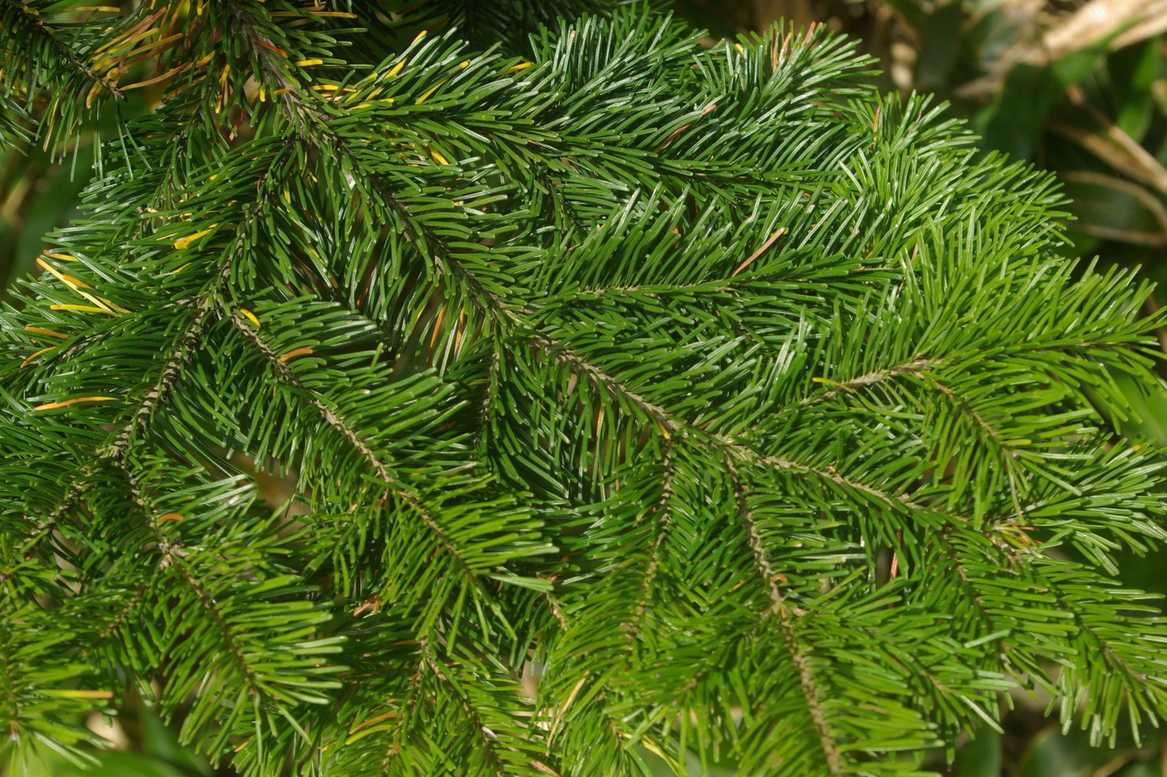 Abies sachalinensis