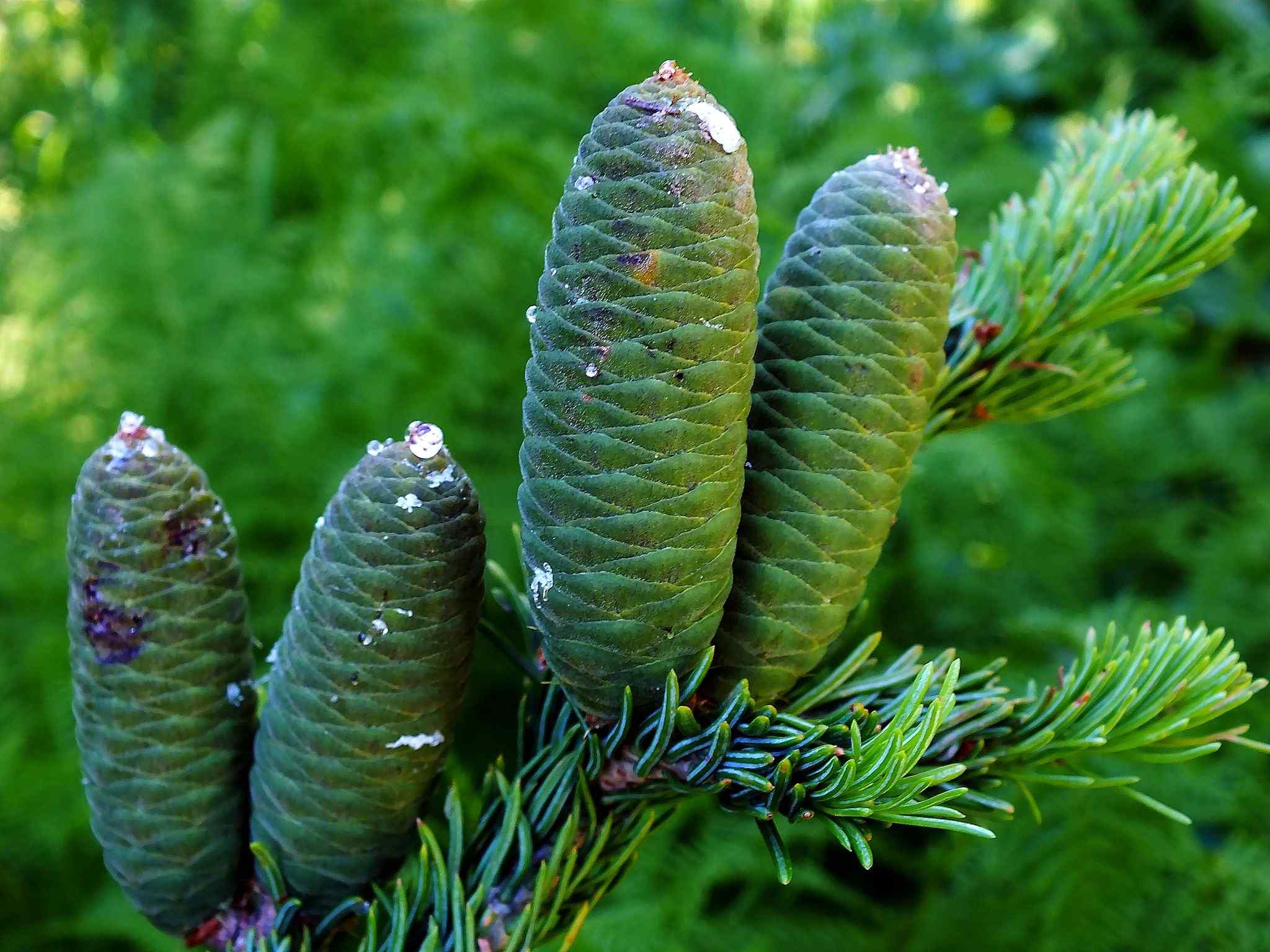 Abies sibirica