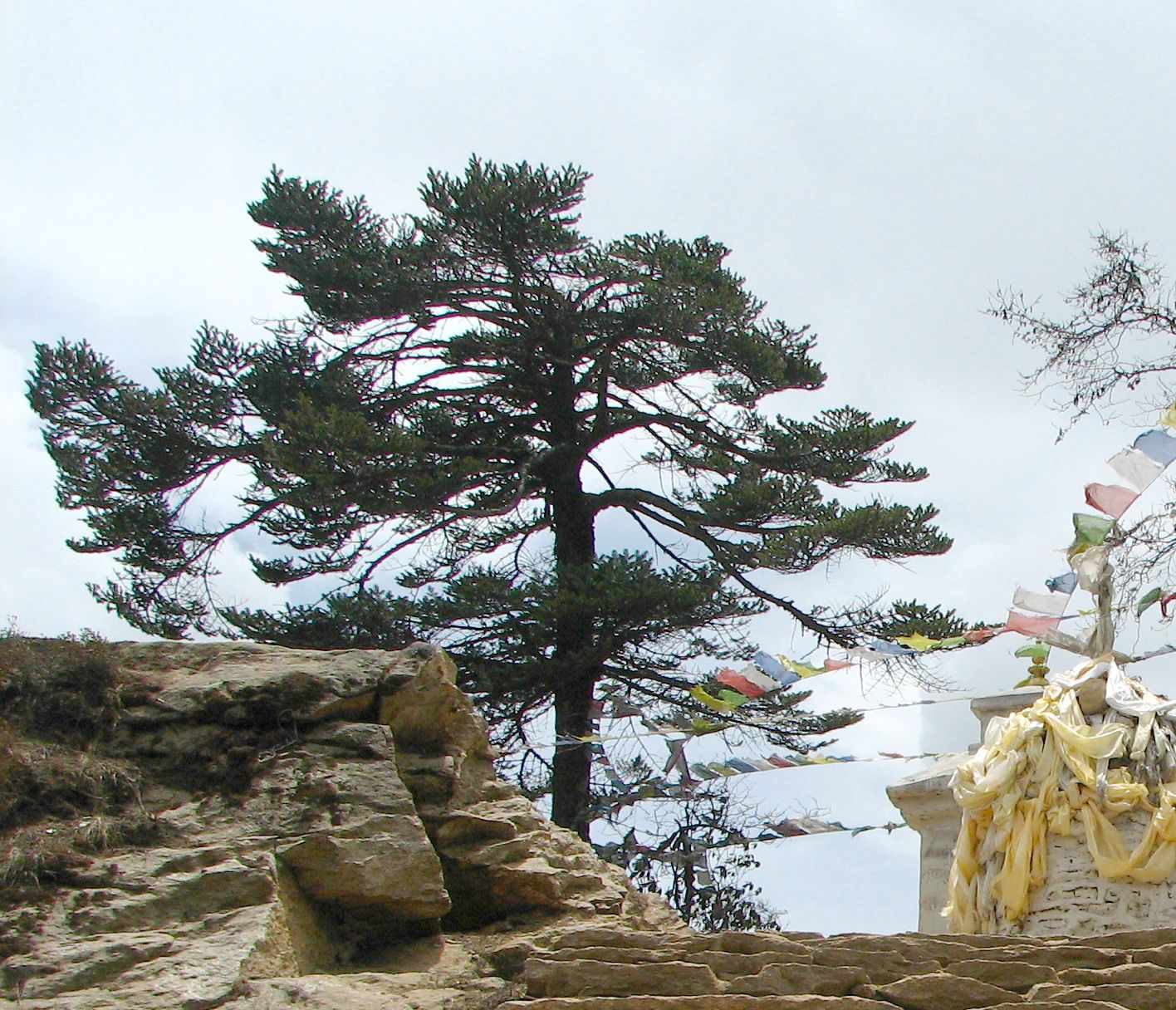 Abies sp.