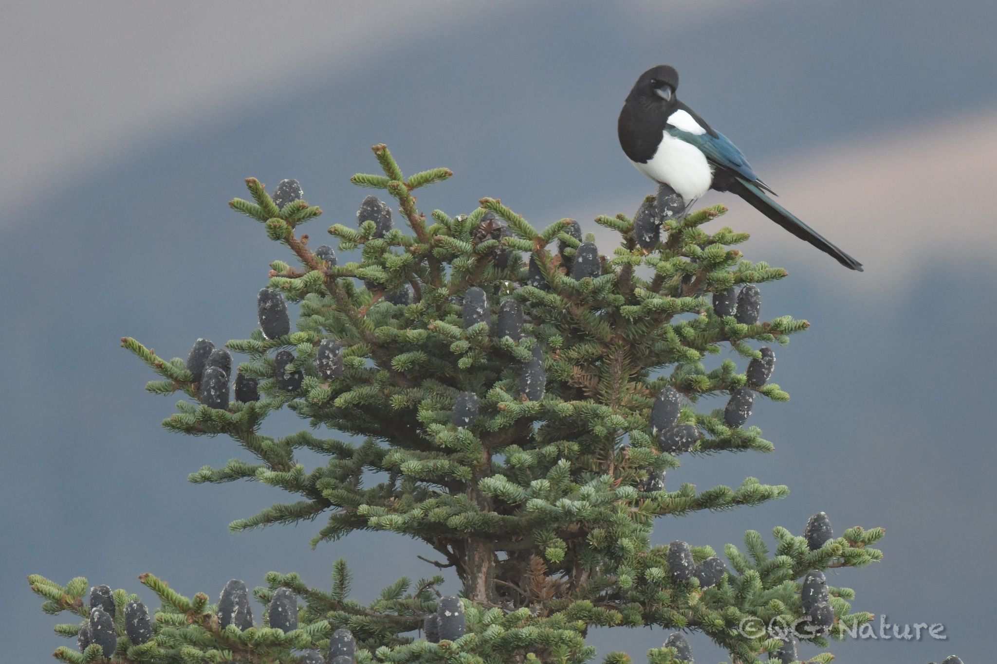Abies squamata