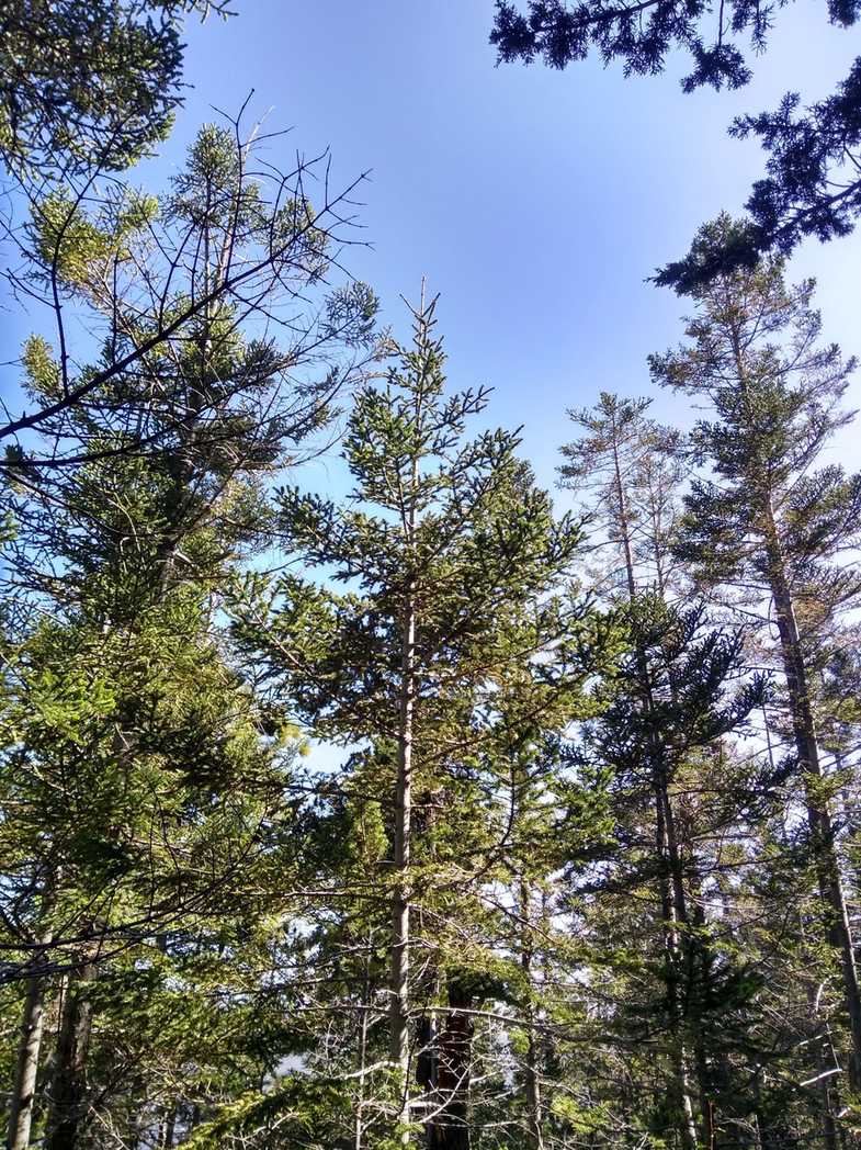 Abies vejarii