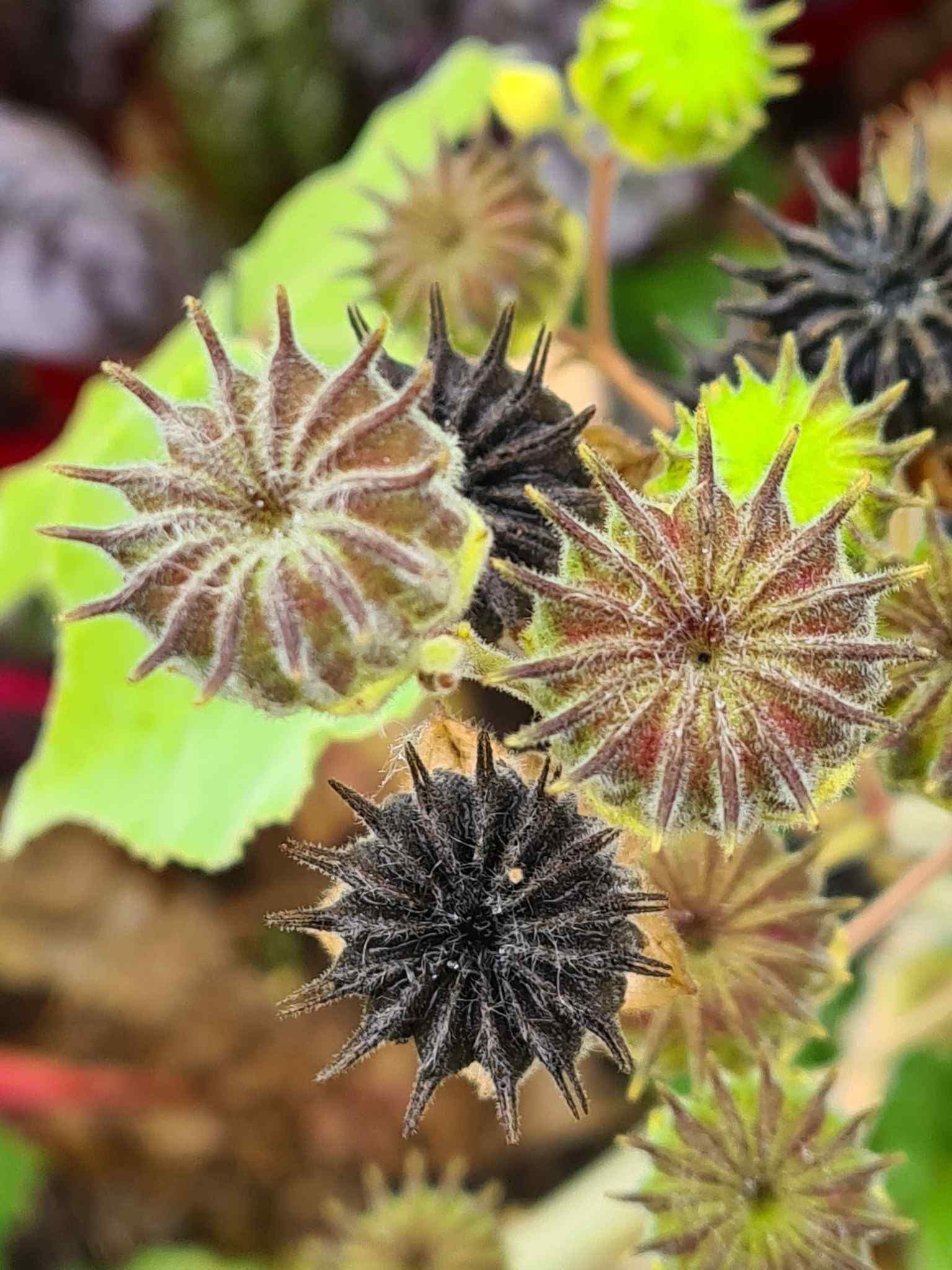 Abutilon