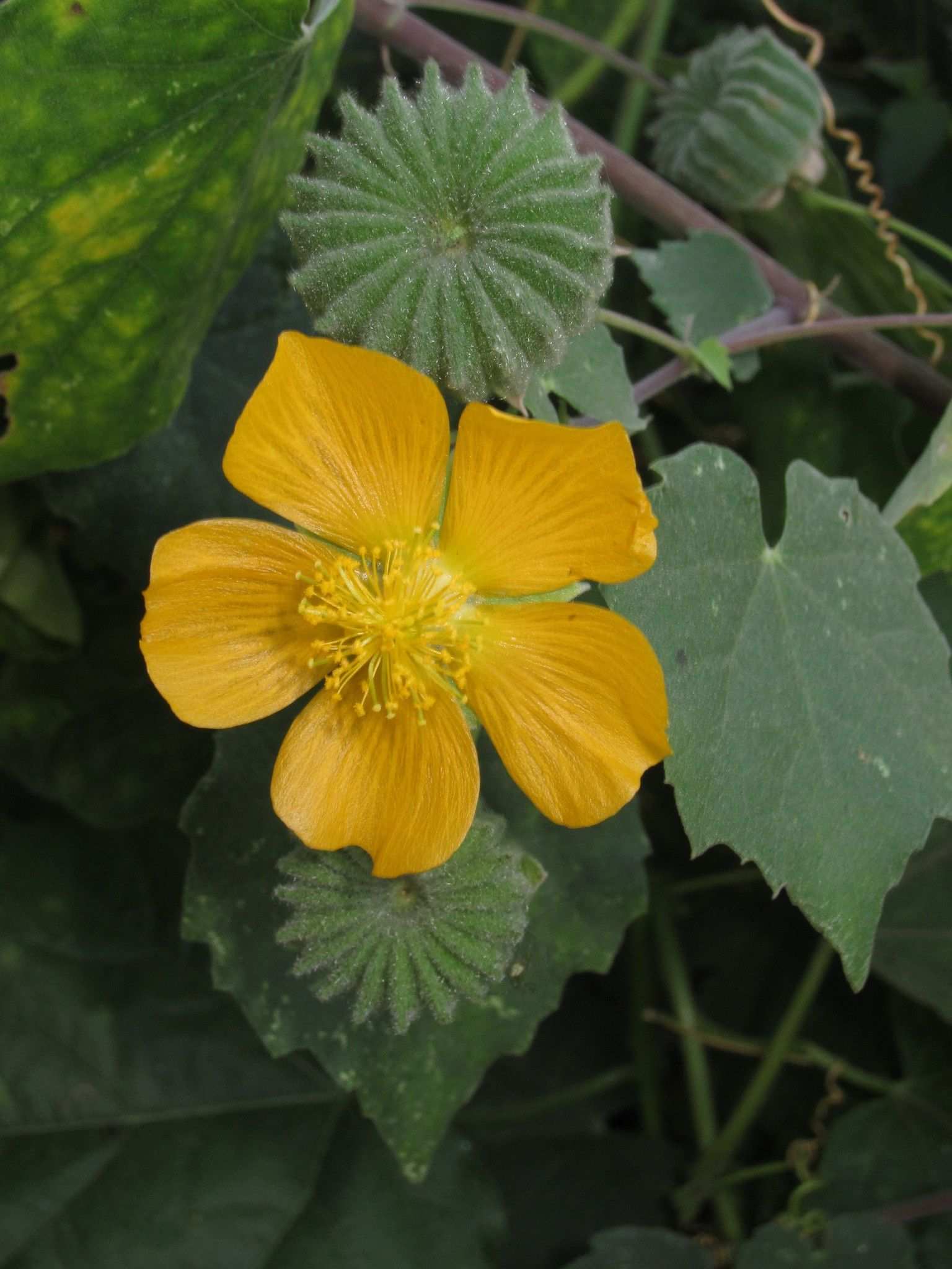 Abutilon indicum