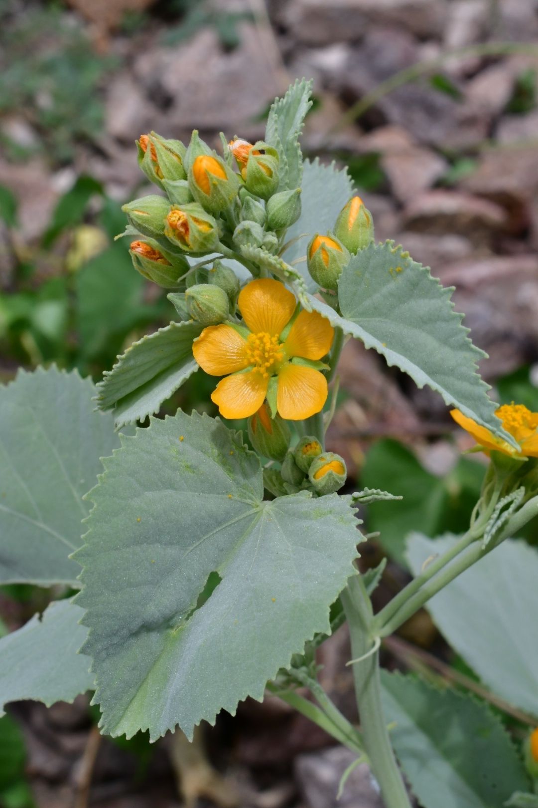 Abutilon malacum