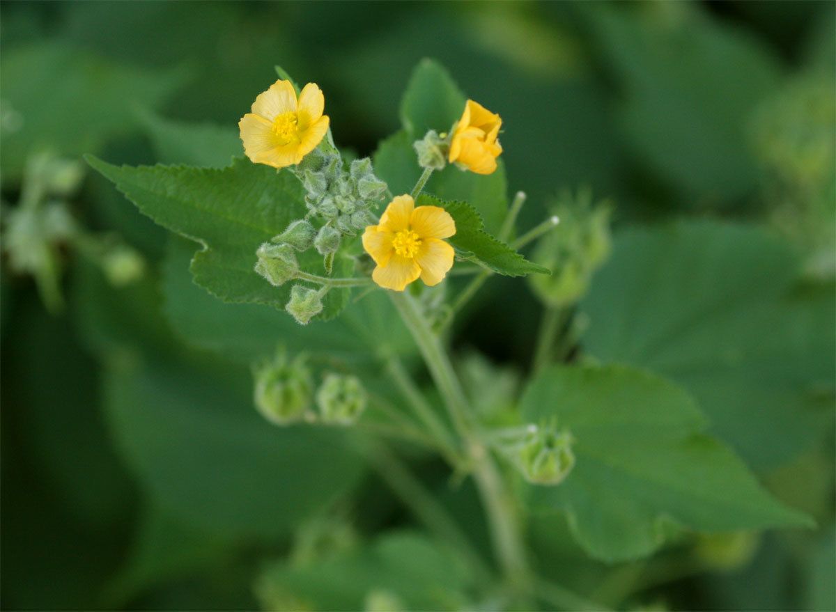 Abutilon sp.