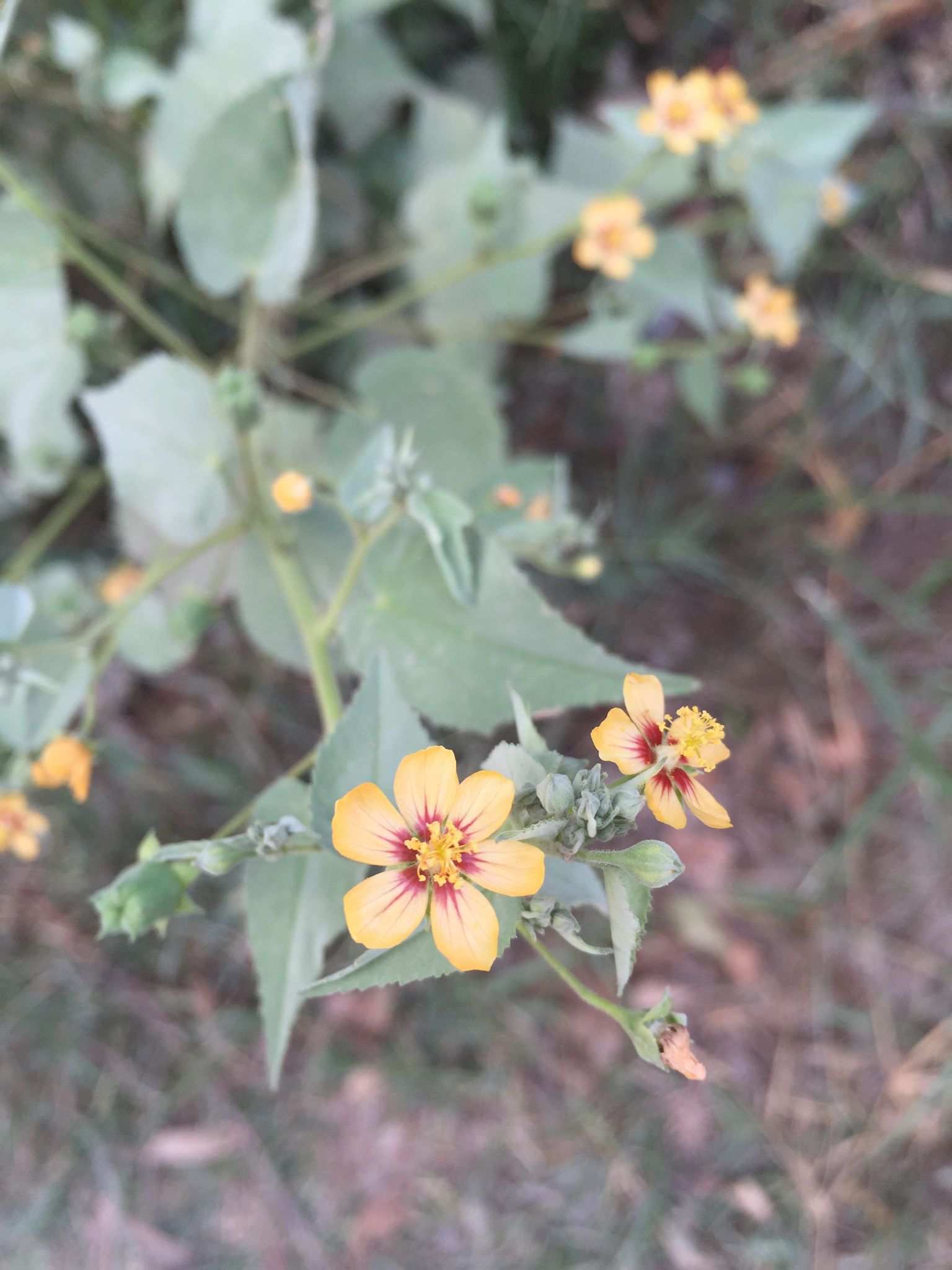 Abutilon trisulcatum