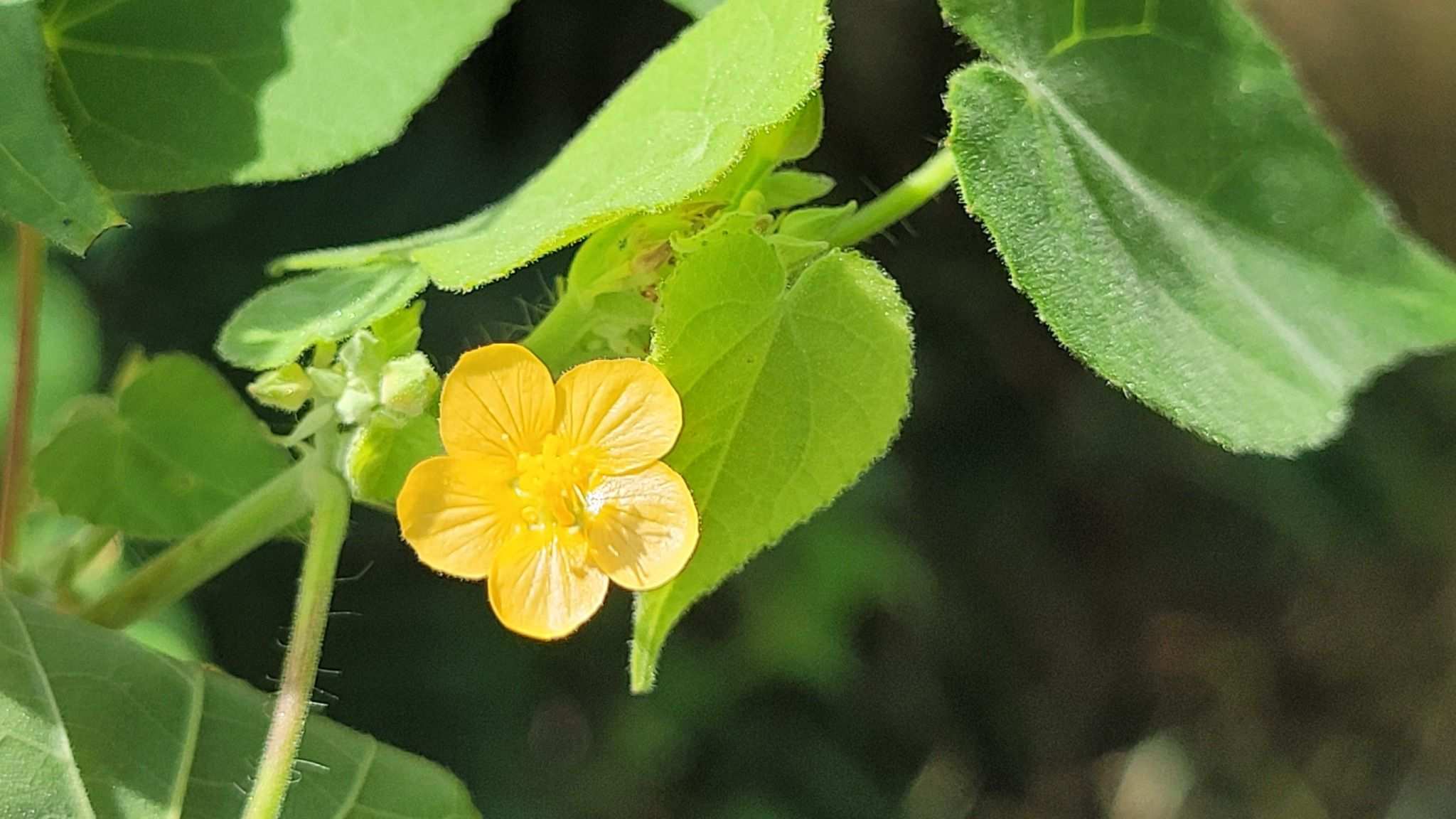 Abutilon viscosum