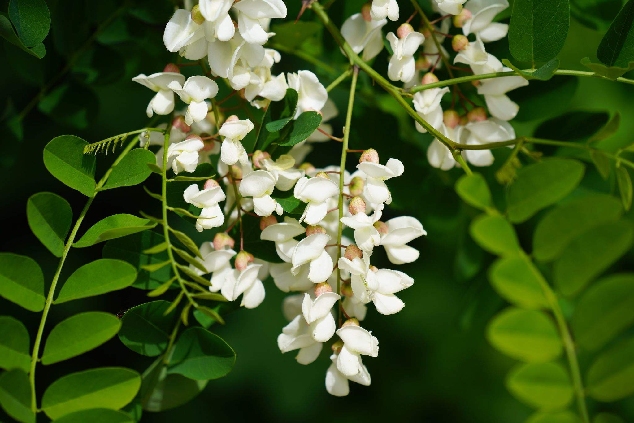Acacia