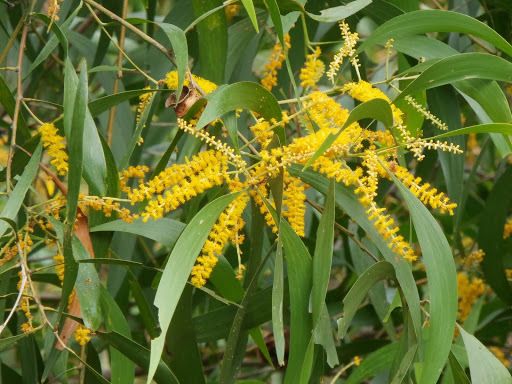 Acacia auriculiformis