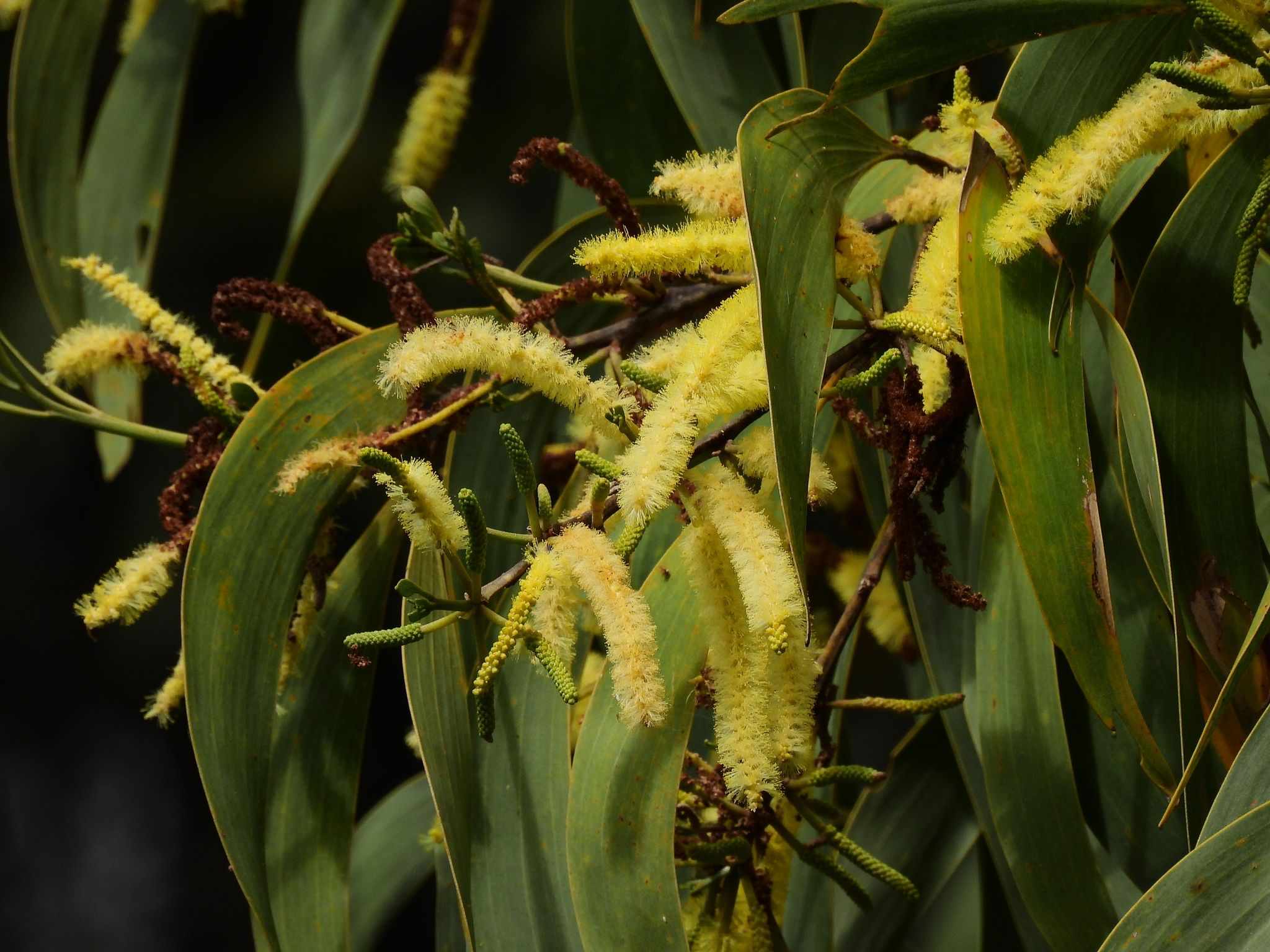 Acacia crassicarpa