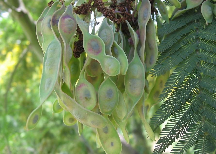 Acacia dealbata