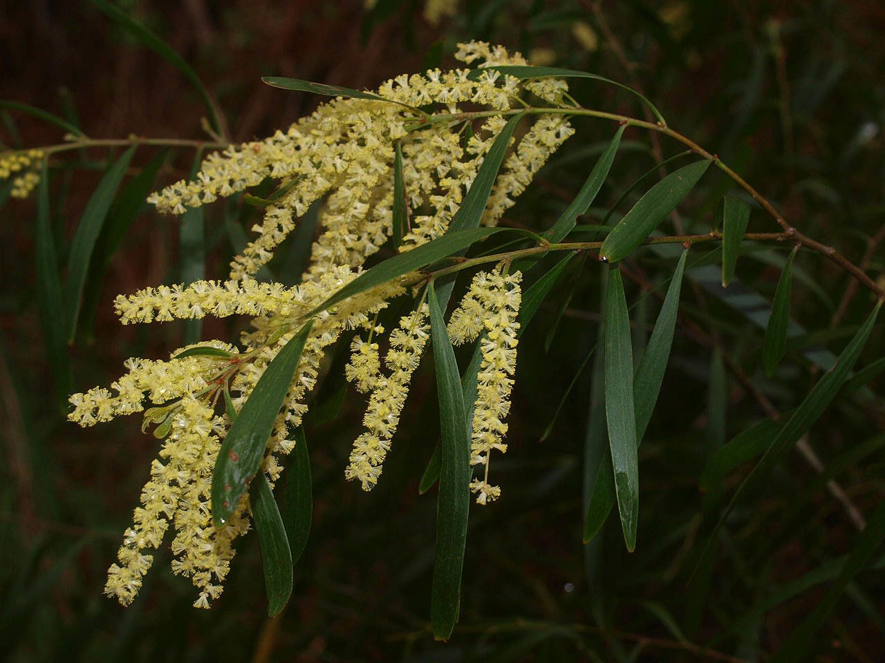 Acacia floribunda