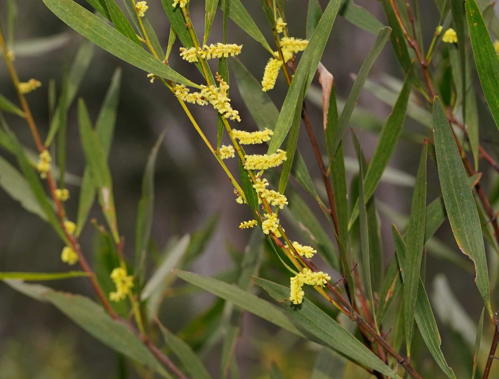 Acacia longifolia
