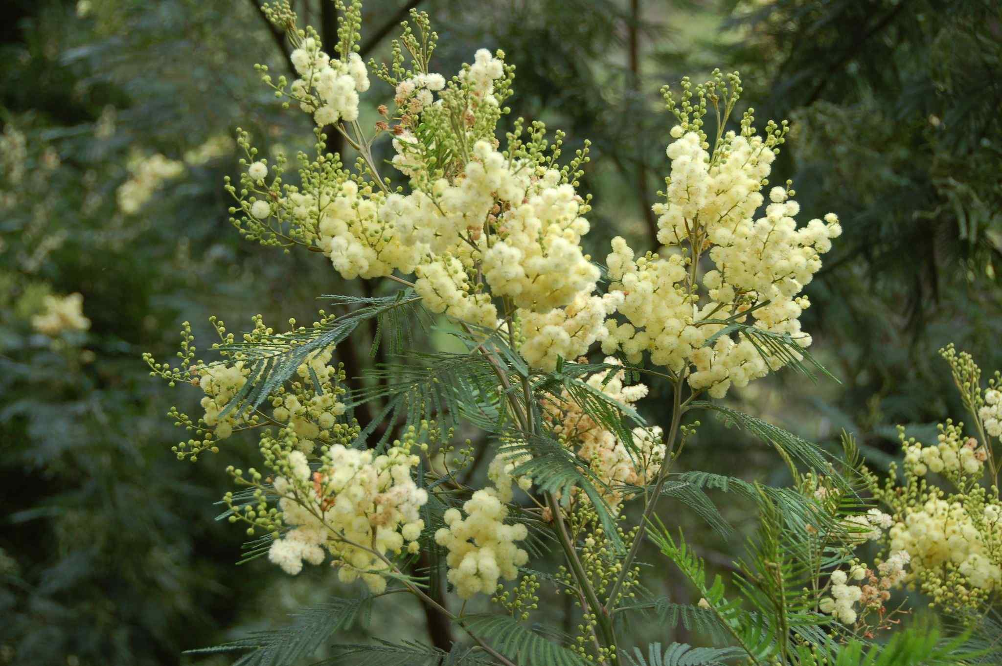 Acacia mearnsii