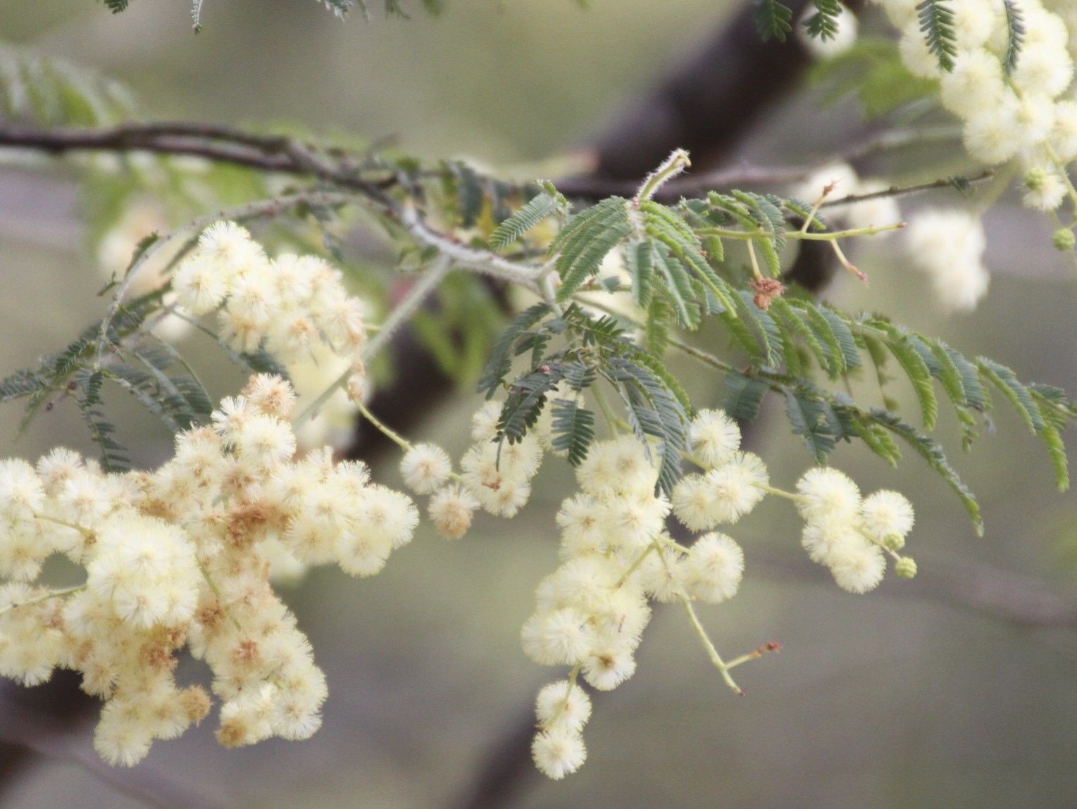 Acacia oshanesii
