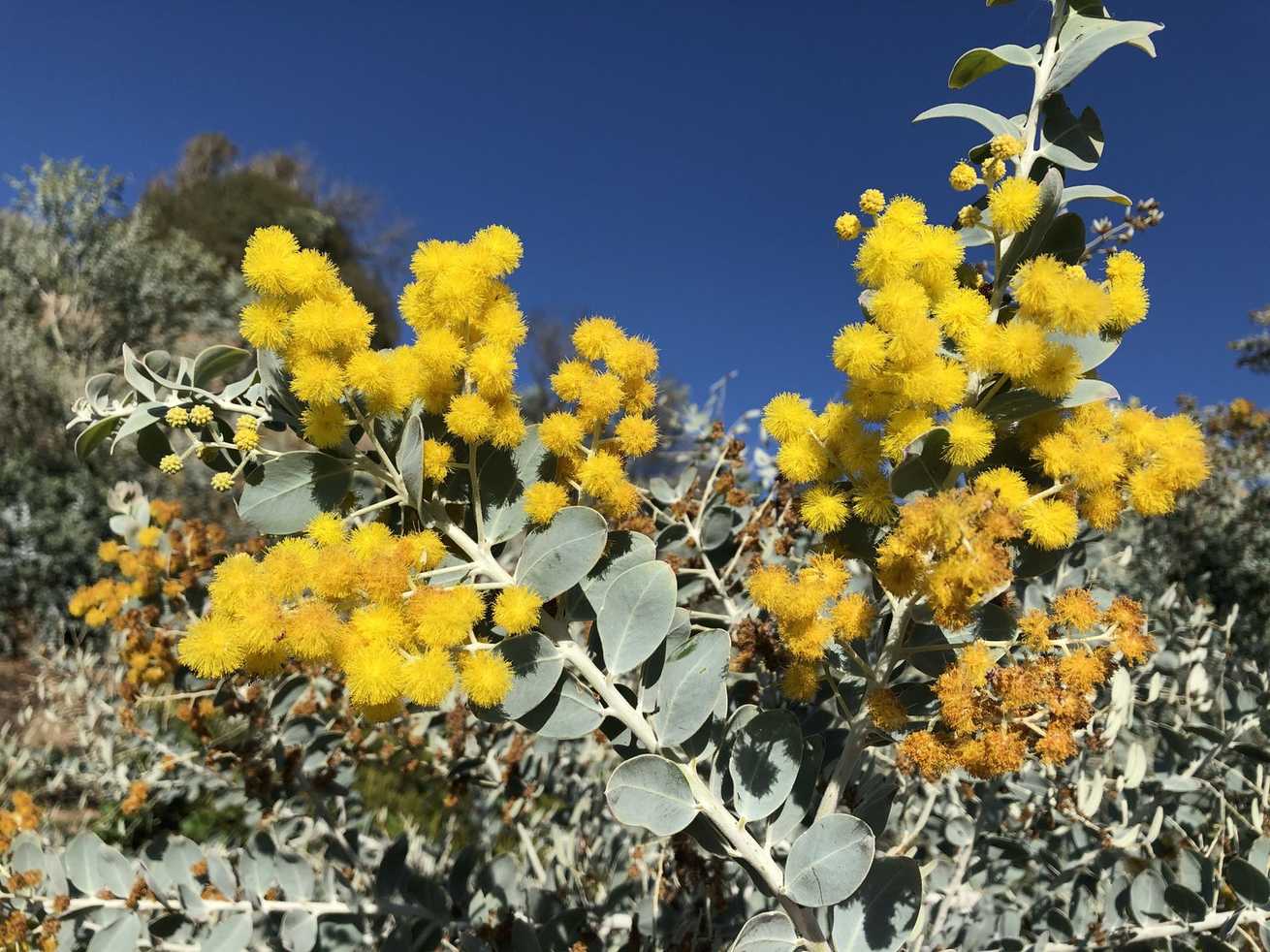 Acacia podalyriifolia