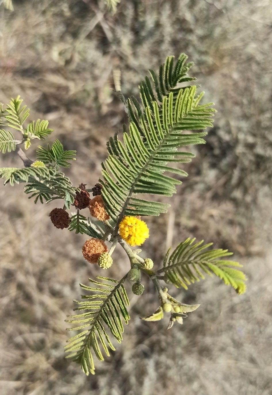 Acacia sp.