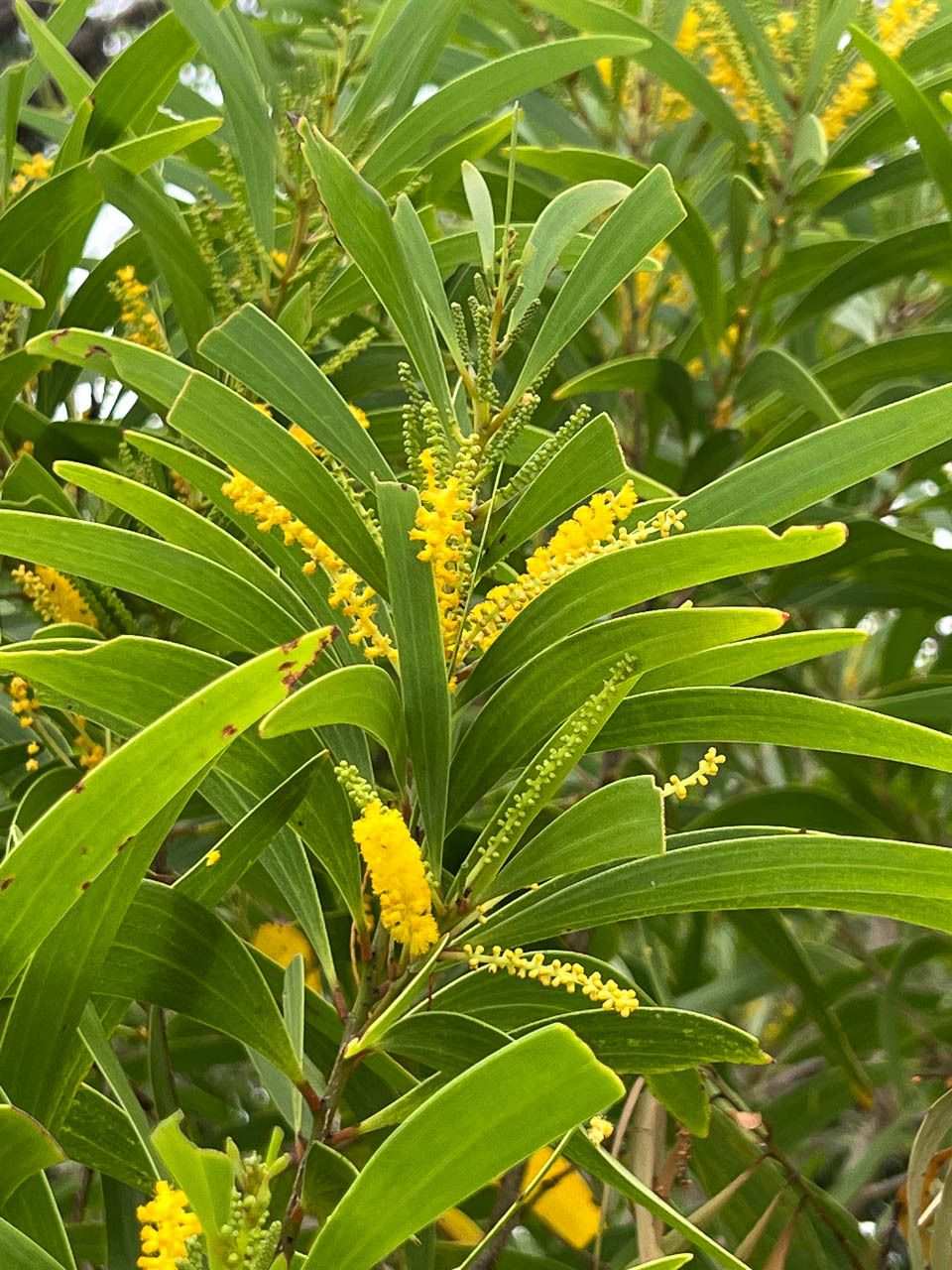 Acacia spirorbis