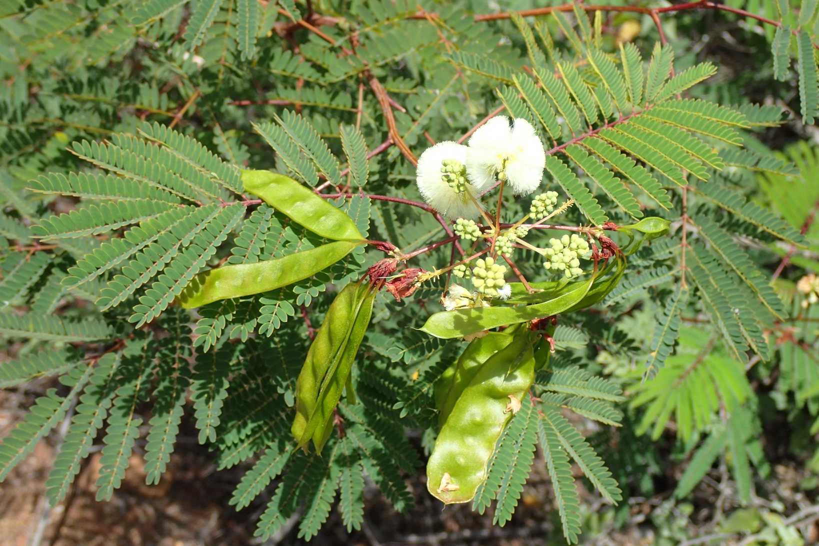 Acaciella glauca