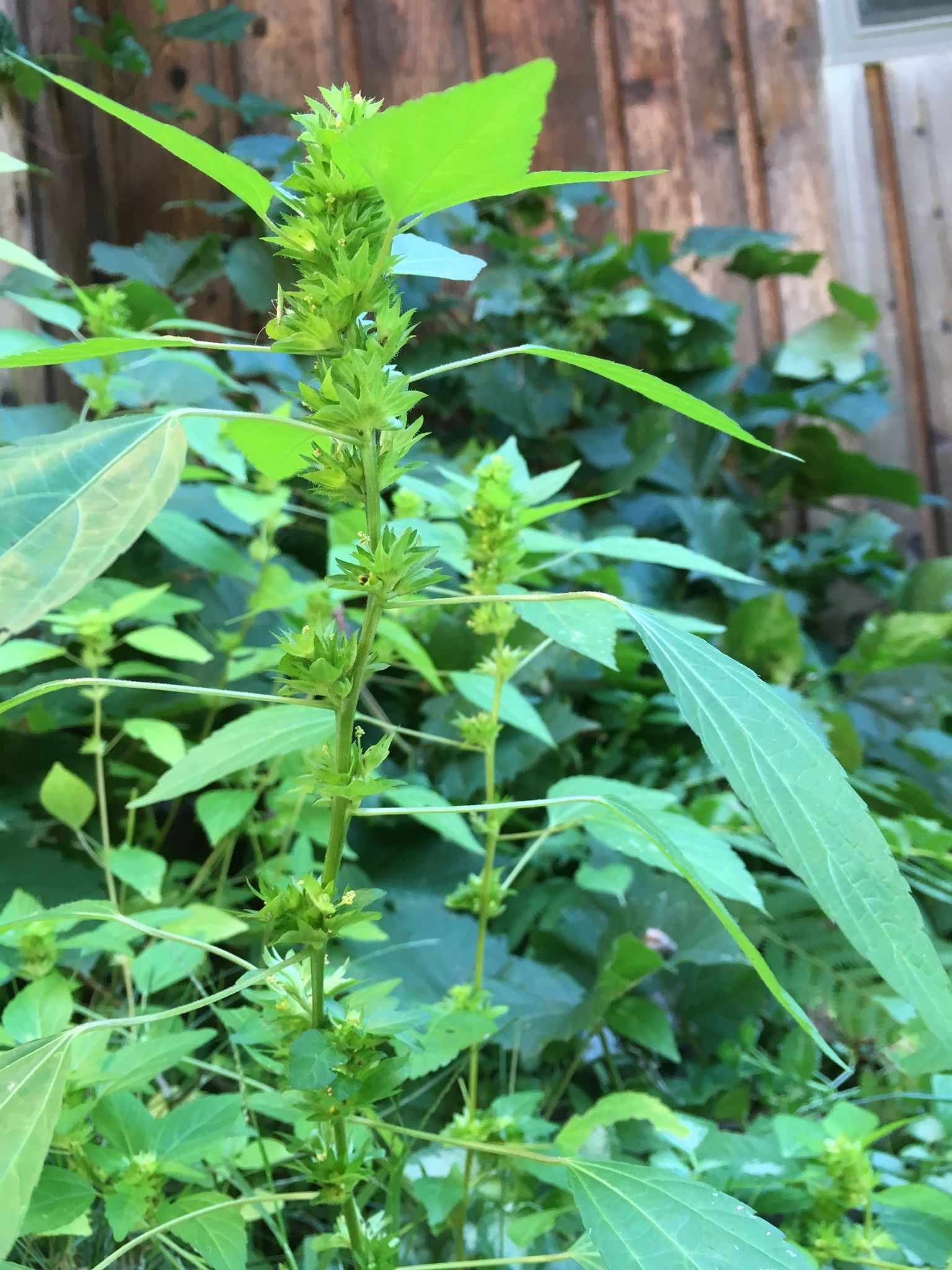Acalypha