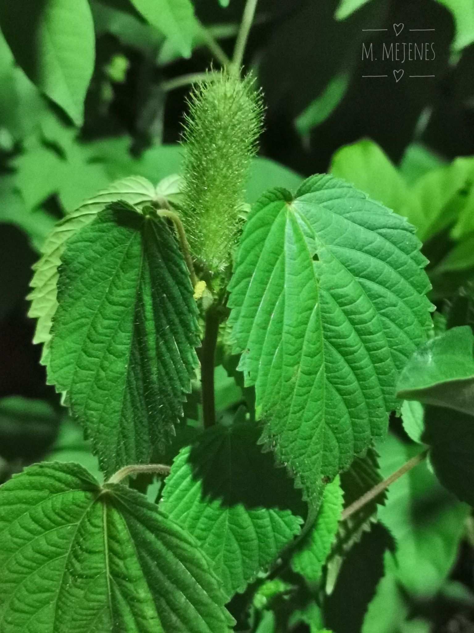 Acalypha alopecuroidea