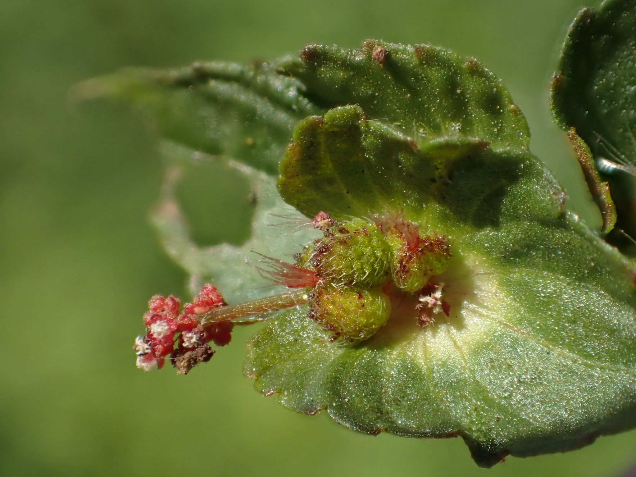 Acalypha australis