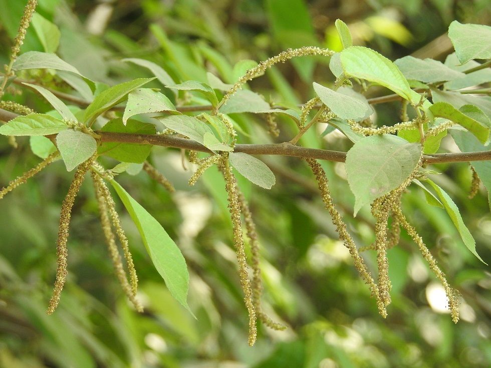 Acalypha diversifolia