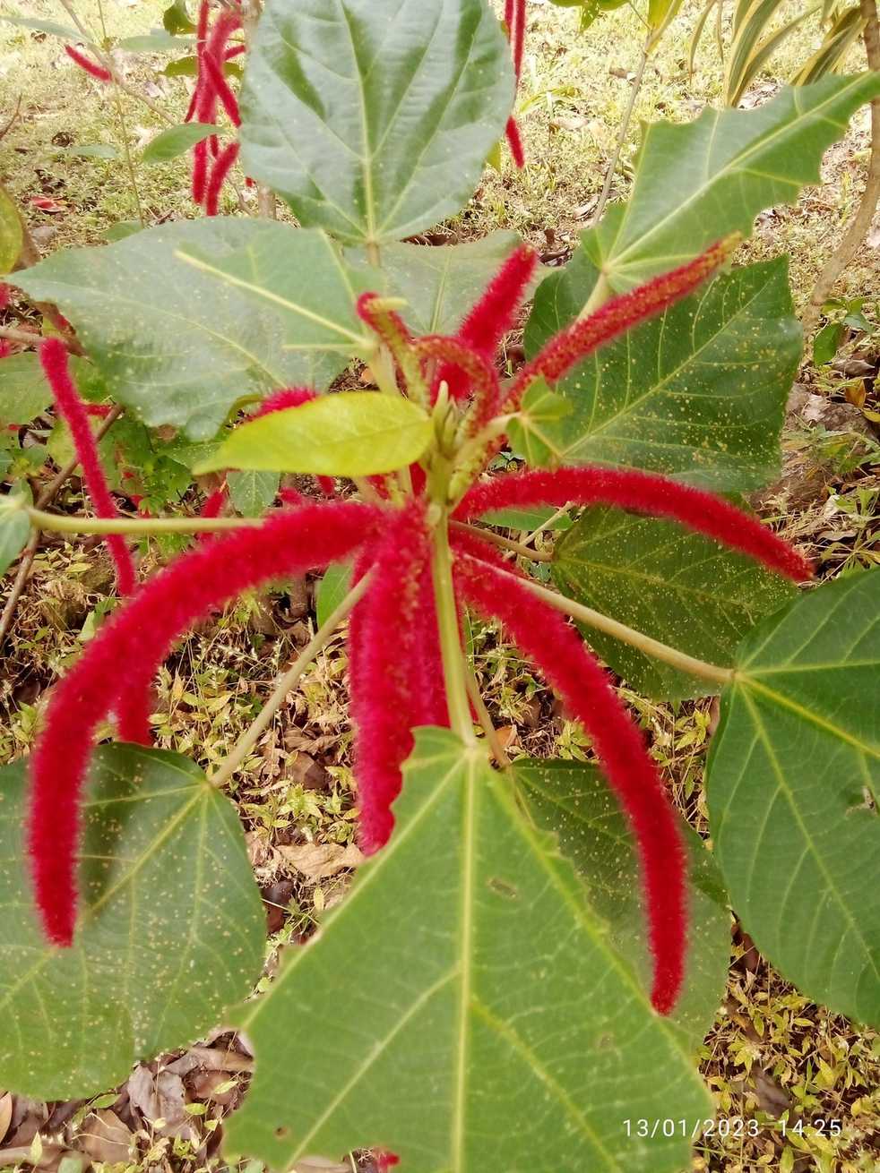 Acalypha hispida
