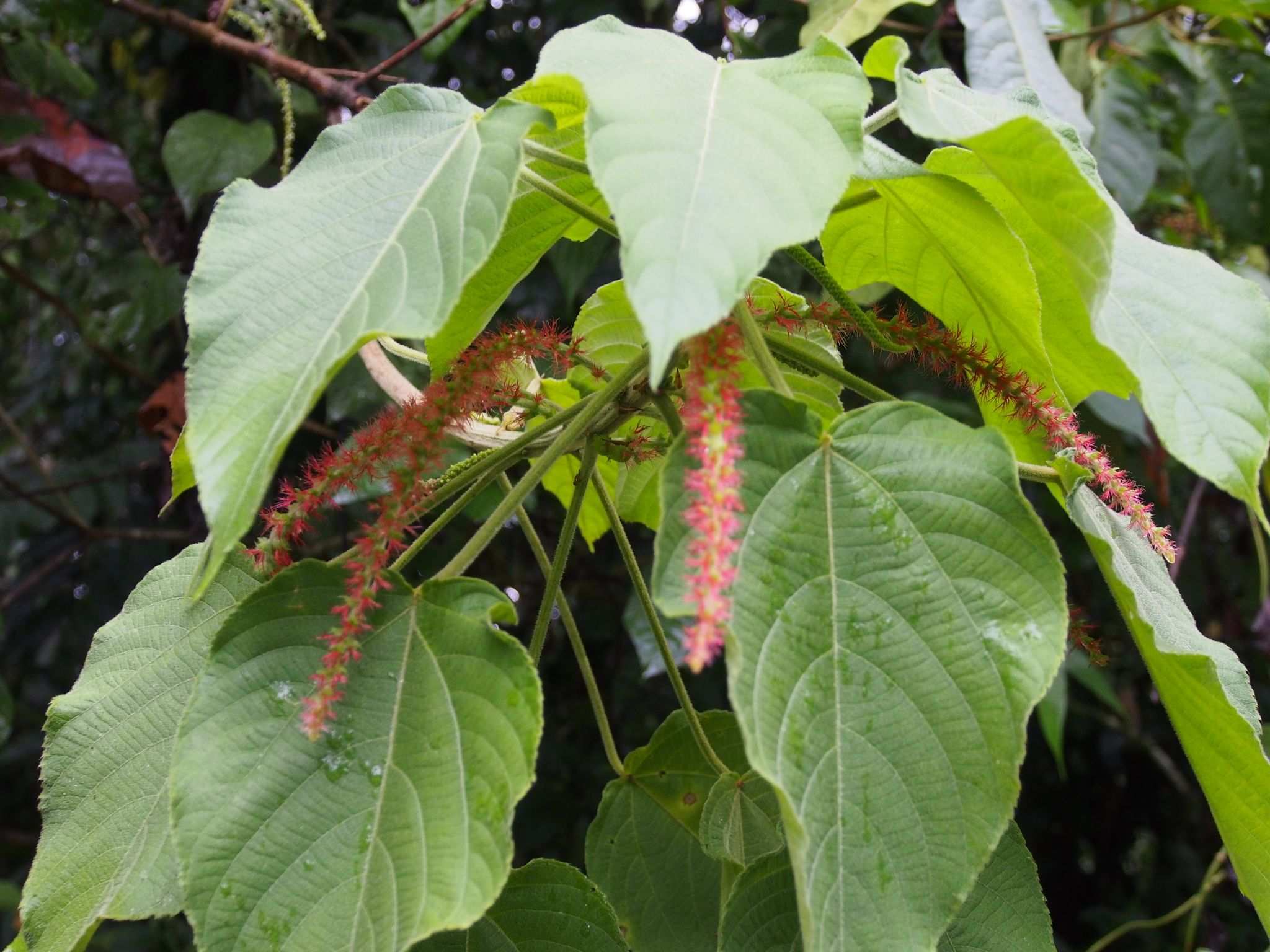 Acalypha macrostachya