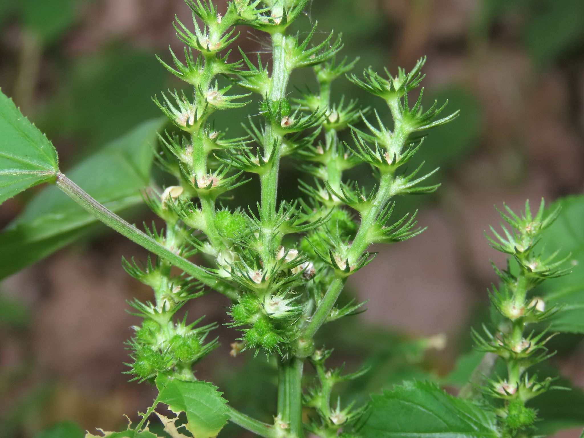 Acalypha ostryifolia